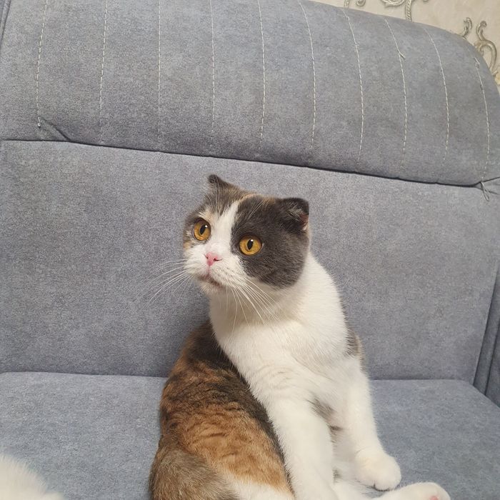 Продам вислоухих котят 2 девушки 1 мальчик