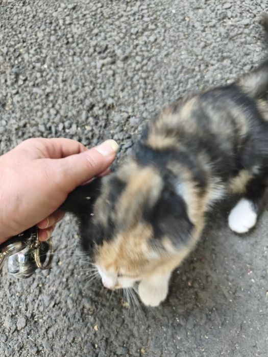 Кошечка на вид месяца два