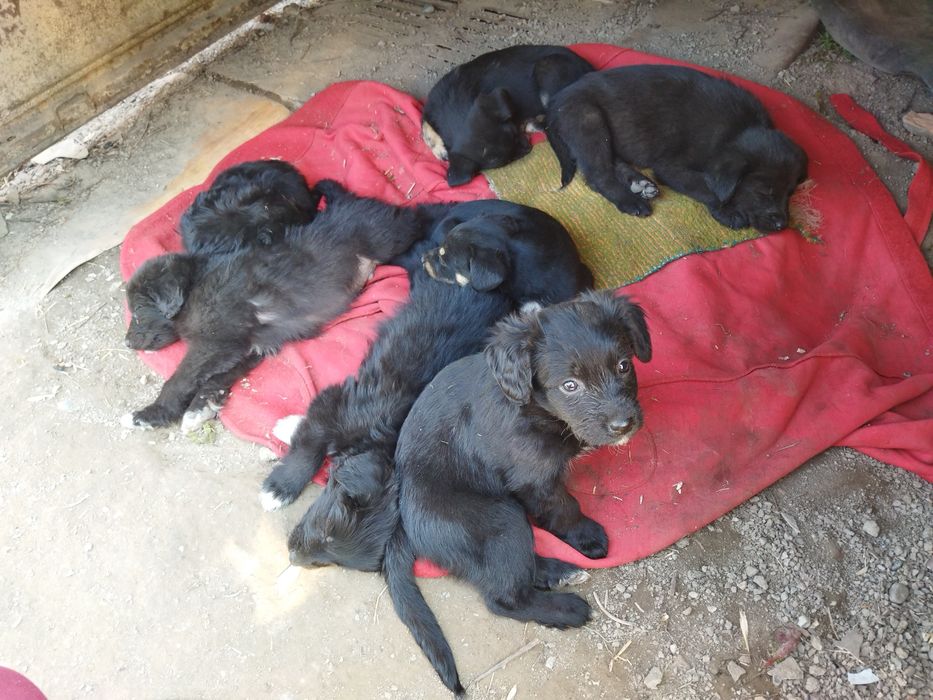 Отдам щенков 3 мальчика и 4 девочки