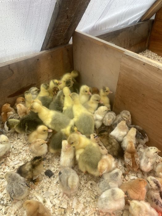 Vand boboci de gasca de 3 zile