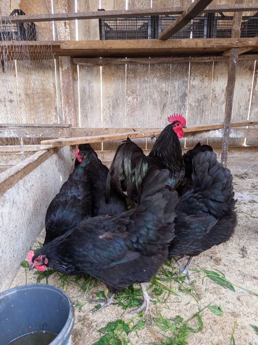 Vând oua pt incubat găini austrolorp albastru,austrolorp negru