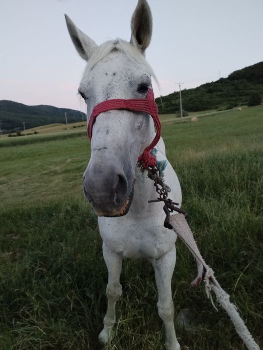 Iapă de vânzare.