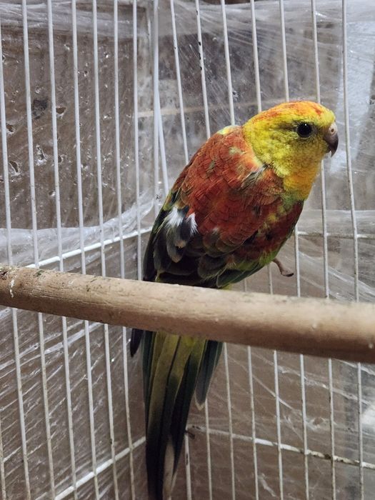 Продам певчего, атласного попугая.С ярким оперением