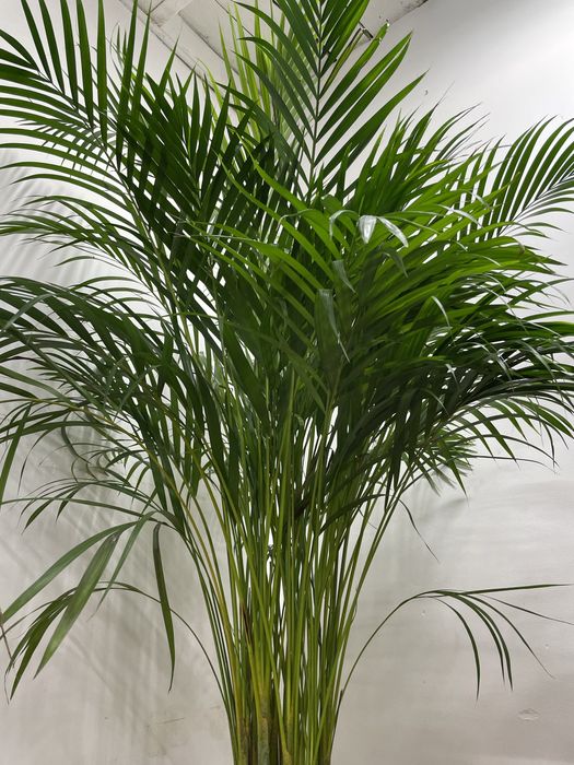 Пальма Арека для дома и офиса