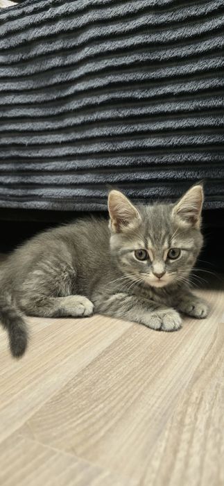 Отдам в добрые руки котят