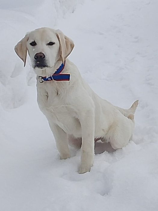 Наши Животные собаки