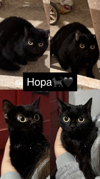Молодые кошечки ищут своих хозяев