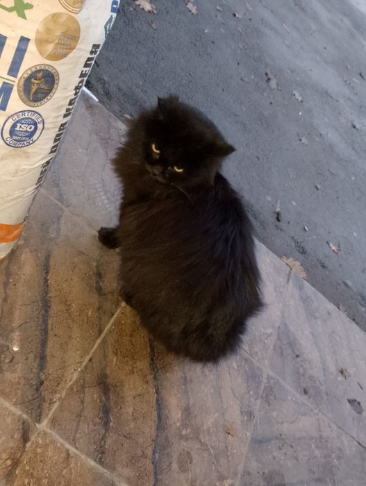 Срочно заберите кошку