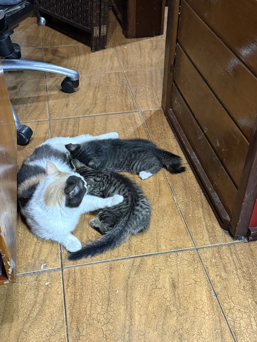 Отдам котят красивых