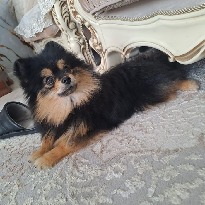 Продам Щенка мальчика шпица