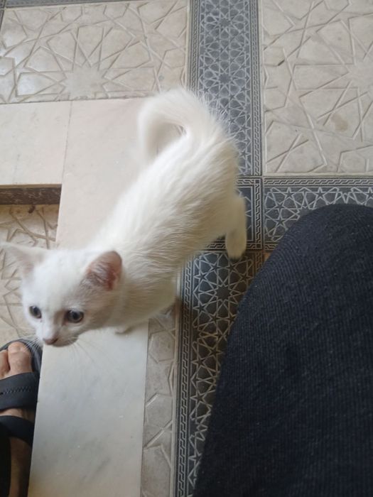 Aqilli mushuk va juda chiroyli