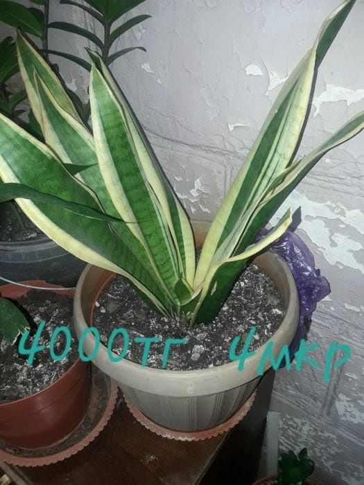 Продам домашние цветы