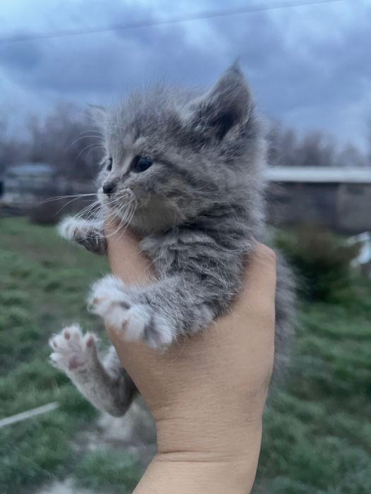 Котята, отец Британец