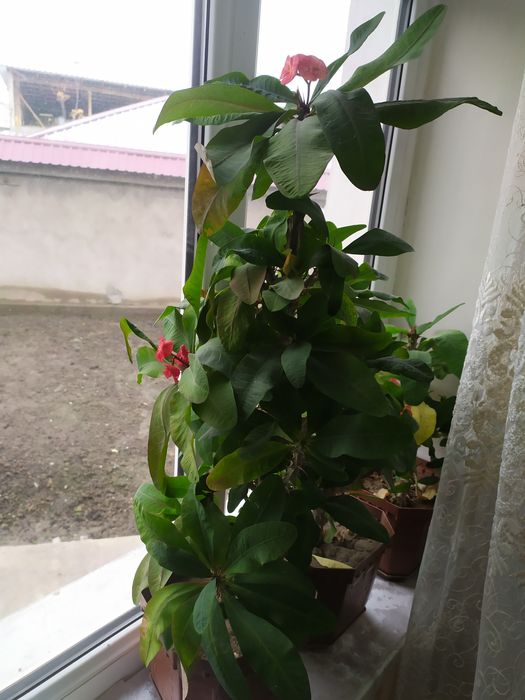 Молочай ona mehri Guli