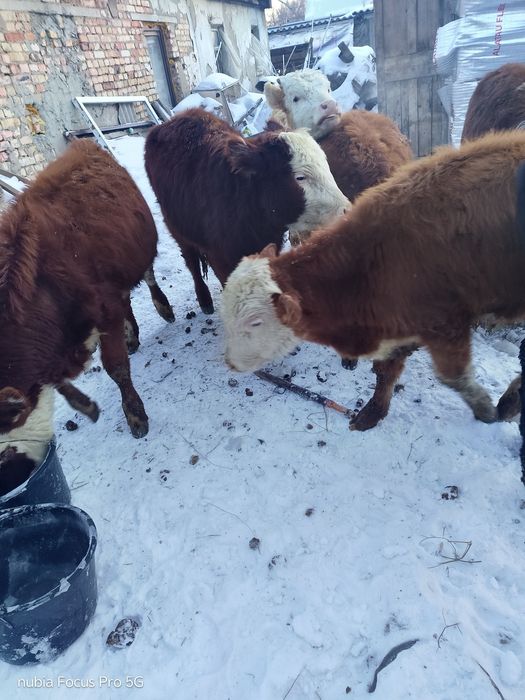 Продам бычков и тёлочек
