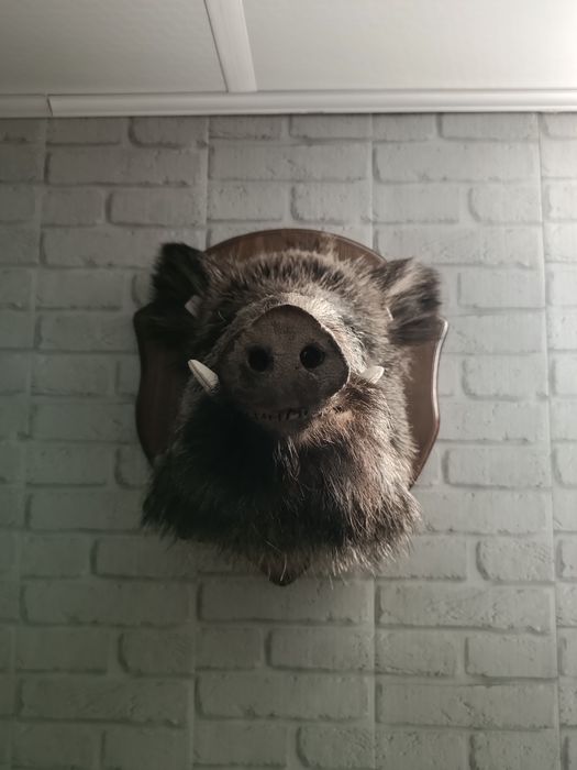 Продам чучела зверей