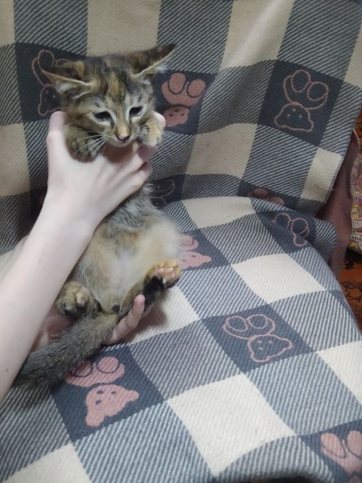 Продаются милые игривые кошечки