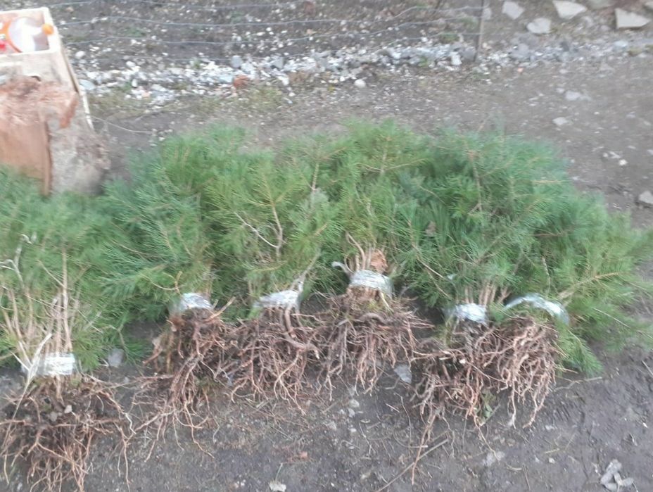 Puieți Tuia brad pin molid brad mesteacăn fag paltin tei plop nuc cire