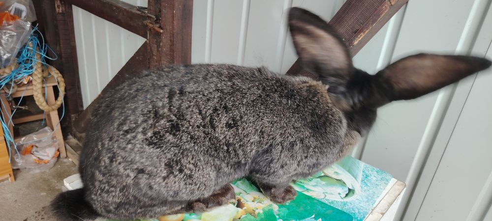 Vând iepuroaică UG