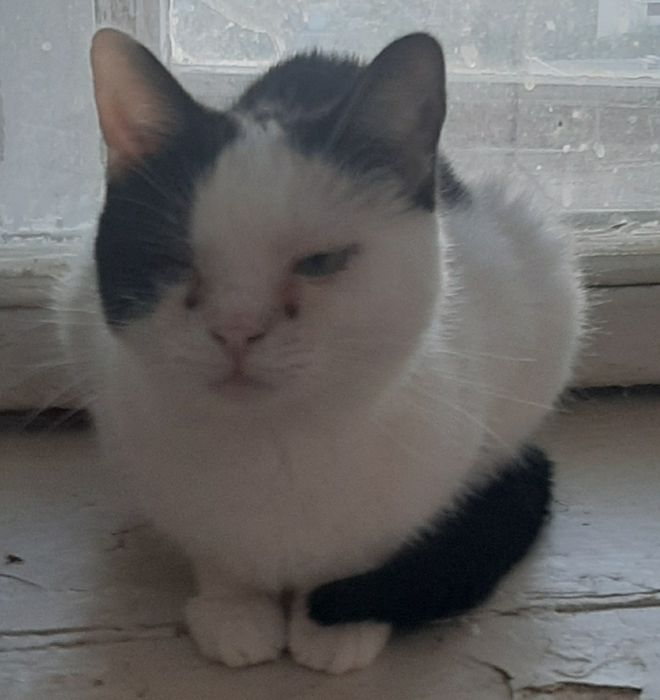 Кошки в добрые руки