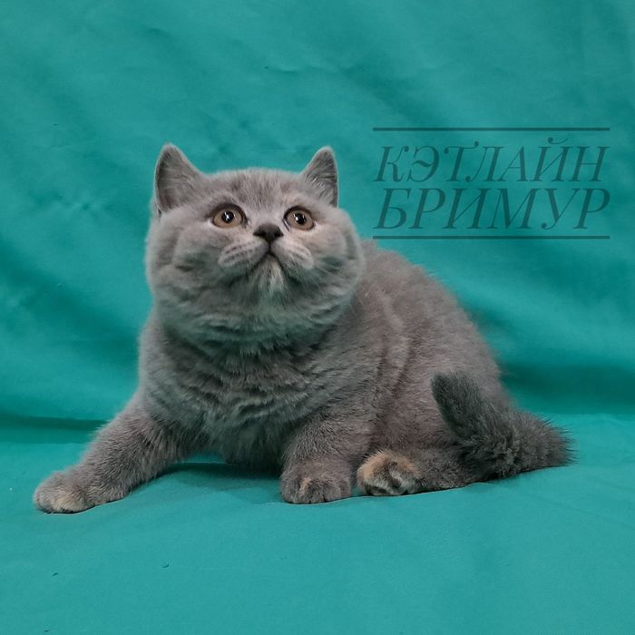 Британские котята. Пиномник.