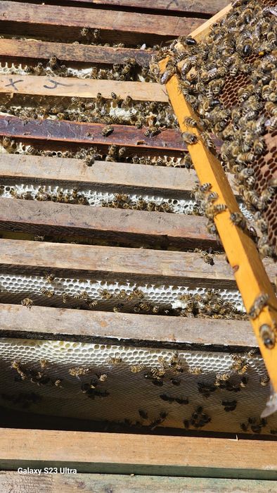 Haqiqiy togʻ asali. 100% Чистый горный мед 100%