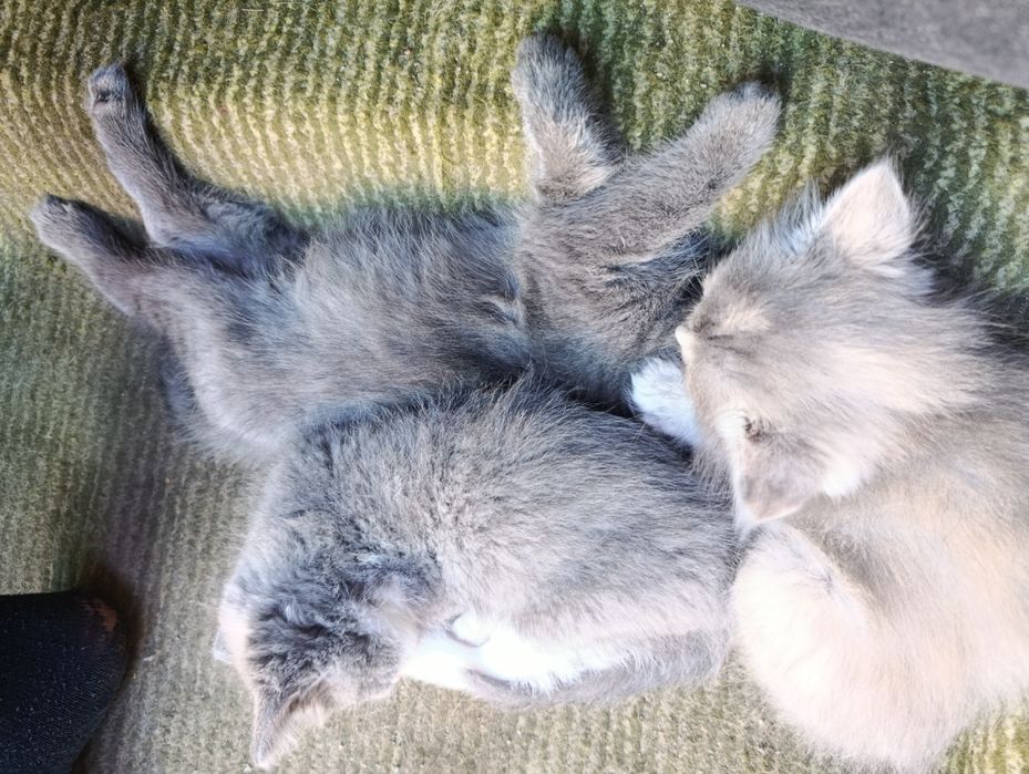 Котята без породные