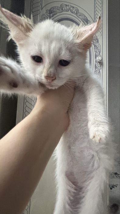 Котенка, девочка в добрые руки