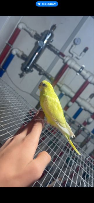 Сотилади РУЧНОЙ! Пара волнистый попугайлар чукимайди зор пара тайор