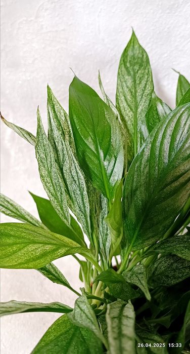 Спатифиллумы Сенсация