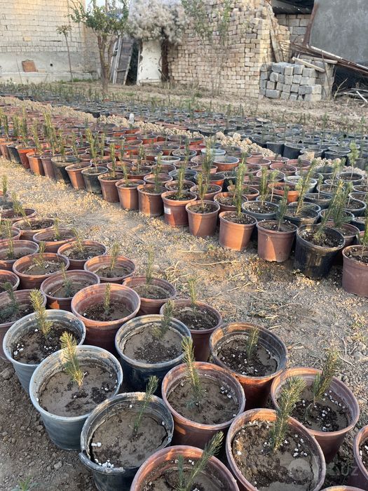 Goluboy yel archa 3-3.5 yillik kuchatlar optom sotuvda