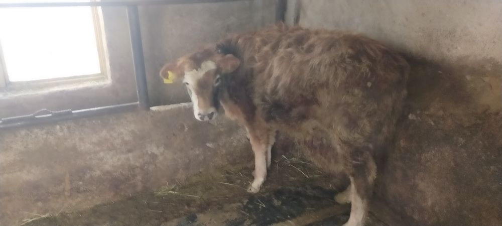 Продам бычка больше 10 месецев