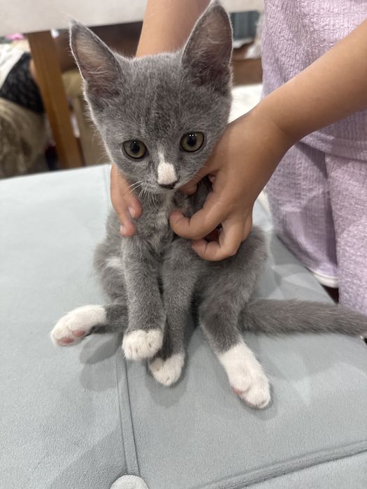 Отдам в хорошие руки котят