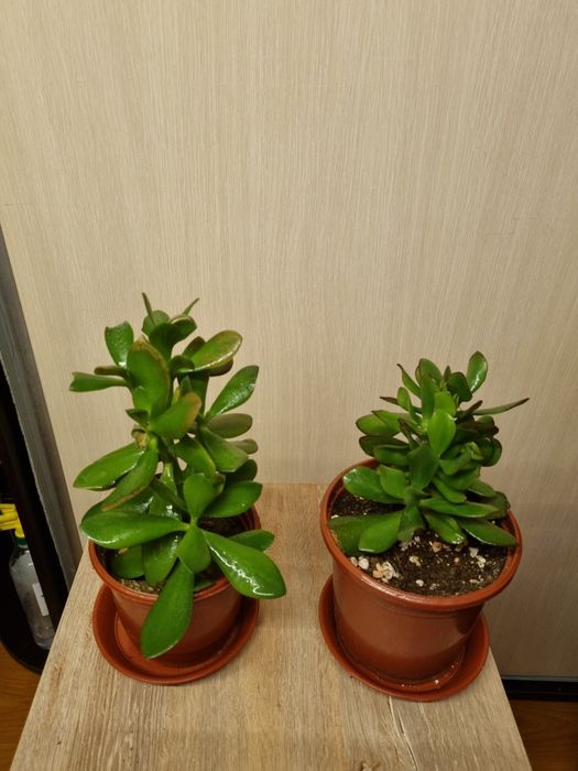 Денежное дерево(толстянка)