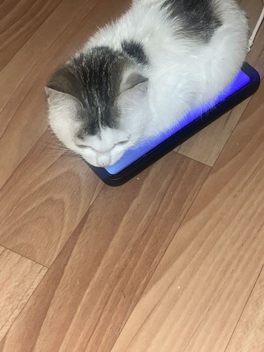 Отдам котенка девочка