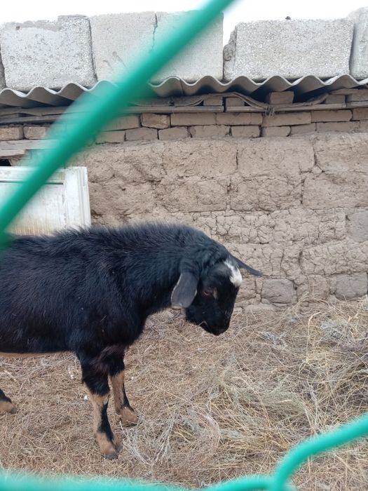 Теке Алпеиски сатылады