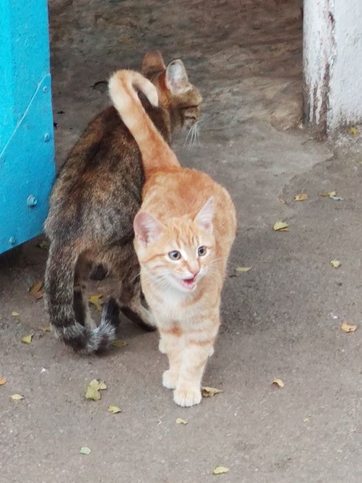 Отдам котёнка в добрые руки