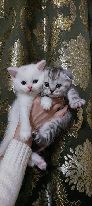 Шотландские котята