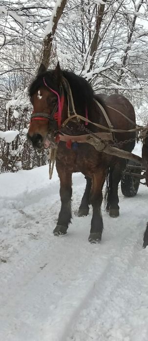 Cal castrat de vanzare