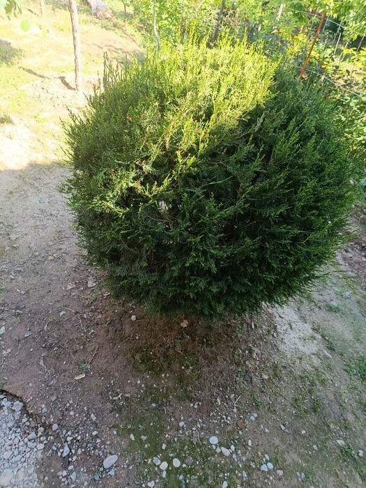 Shar,skelet va pryamoy archalar tayyor kesilgan