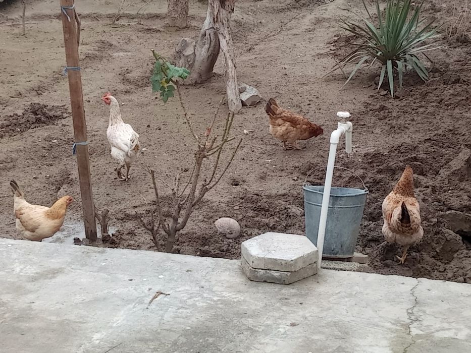 Уй товуклар сотилади