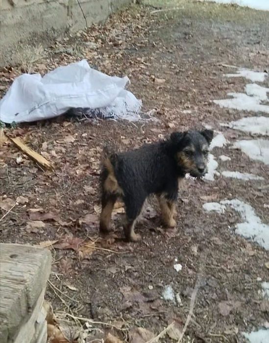 Ягьтерьер , девченка