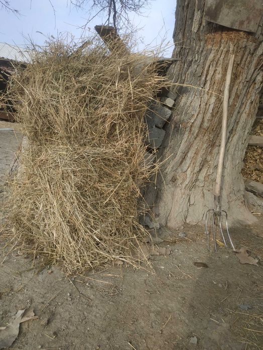 Beda bog' yemish sotiladi