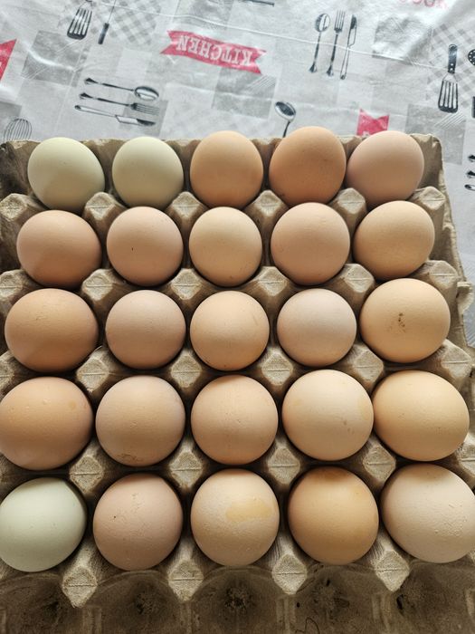 Oua de gaina mari bio