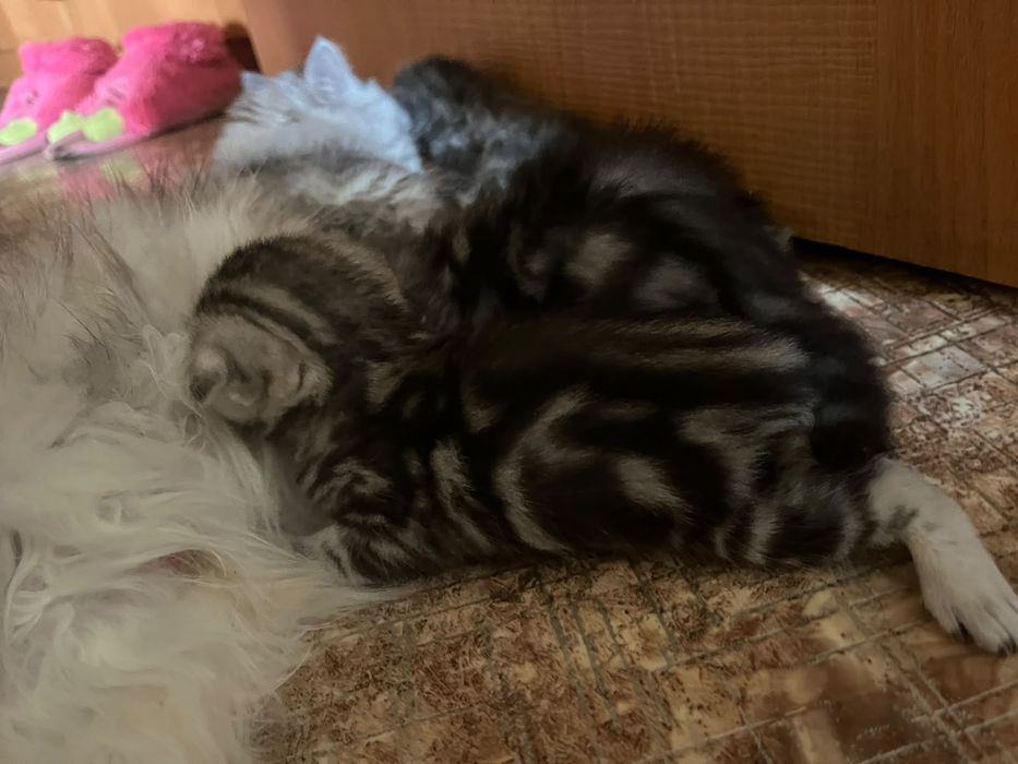 Шотландские котята