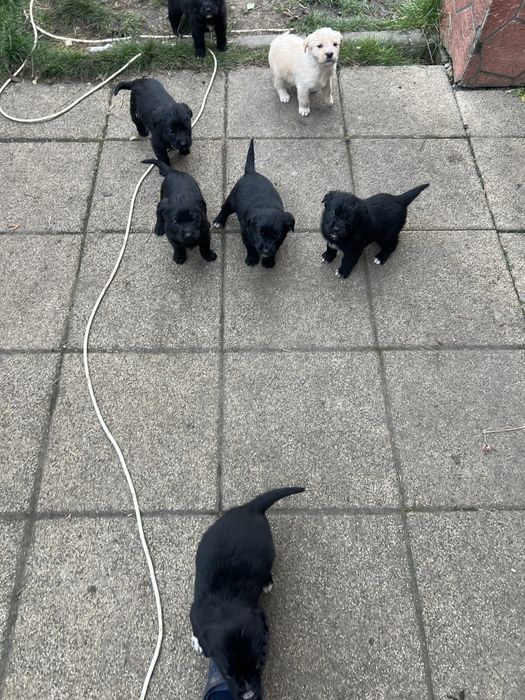 Donez pui de labrador