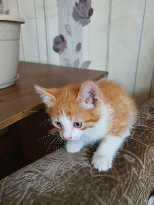 Котята ищут хорошего хозяина