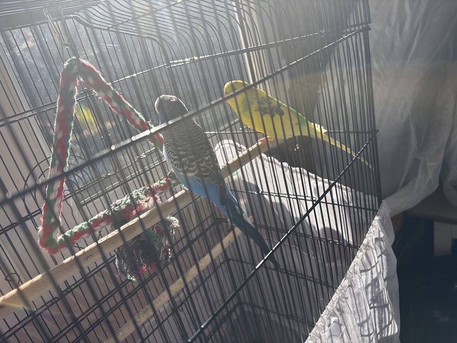 Продам пару волнистых попугаев