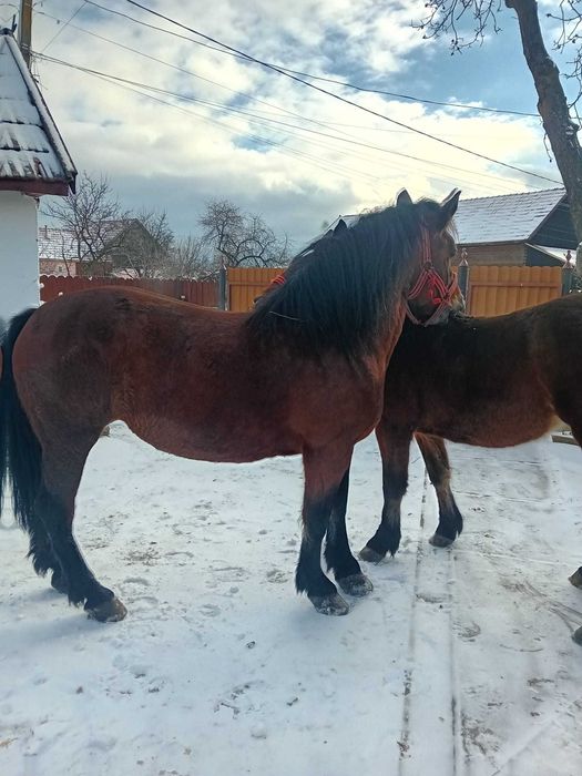 Iapa cu mănz de vânzare