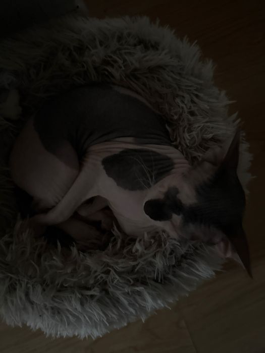 Котенок  сфинкс